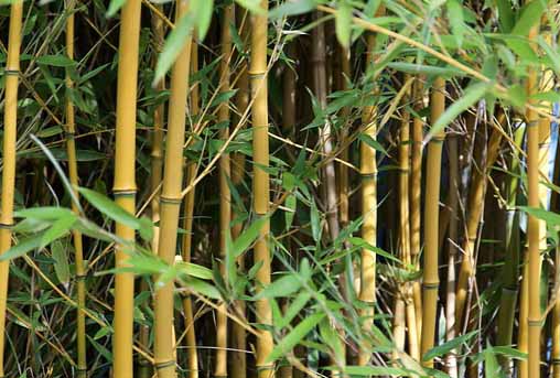 Du bambou disponible dans la nature