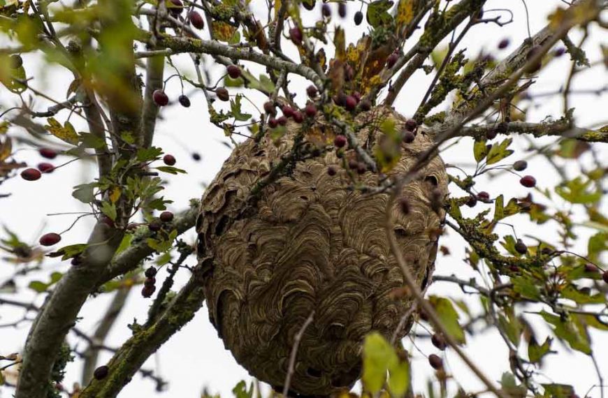 Œuf punaise de lit : Comment les reconnaitre . - Lesquestionscomposent.fr