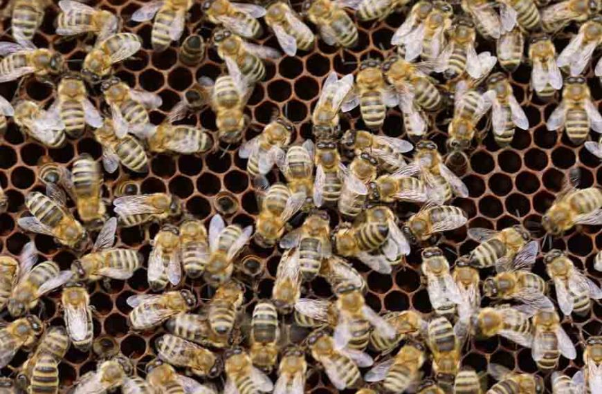 Quelles races d’abeille pour l’élevage de reines ?