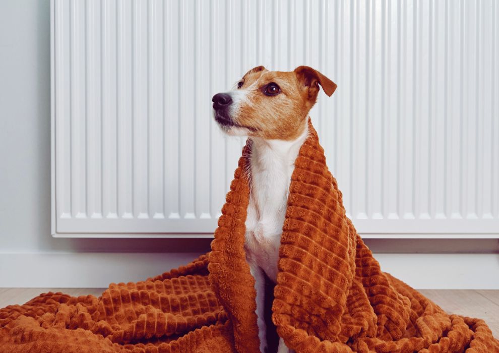 Un chien devant un chauffage avec une couverture (humoristique)